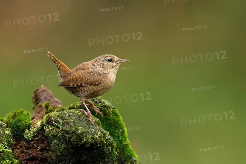 Eurasian Wren (Troglodytes troglodytes), Utrecht, Netherlands