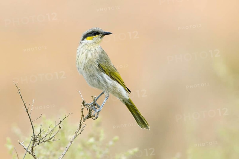 Singing Honeyeater (Gavicalis virescens), New South Wales, Australia
