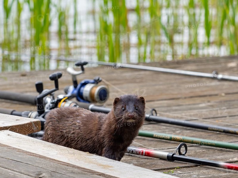 A mink stands between fishing tackle
