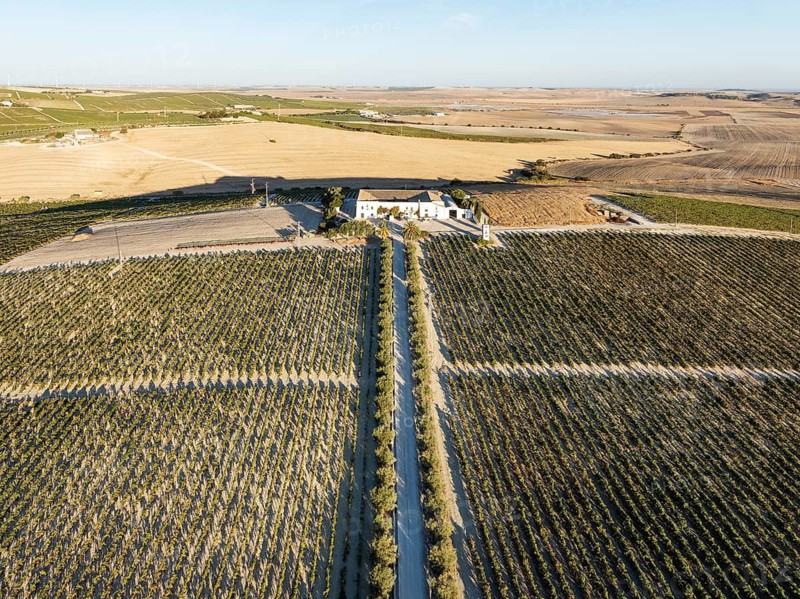 The La Canariera vineyard of the Bodega González Byass near the town of Jerez de la Frontera. Aerial view. Drone shot. Cádiz province, Andalusia, Spain