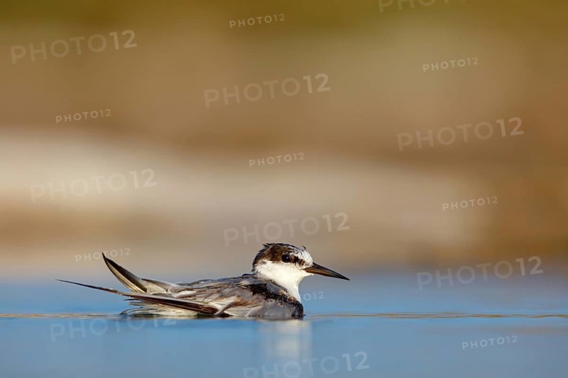 Oriental Tern, (Sterna saundersii), Sterna saundersi, Tern bathing in water, Animals, Birds, Terns, Raysut, Salalah, Dhofar, Oman