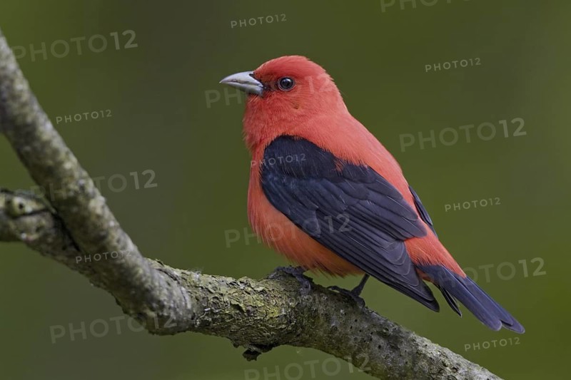 Scarlet Tanager (Piranga olivacea) male, Ontario, Canada