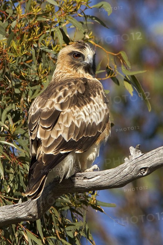 Little Eagle (Hieraaetus morphnoides), Western Australia, Australia