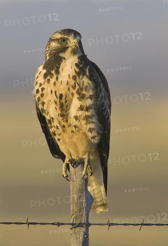 Swainson's Hawk (Buteo swainsoni), Arizona, USA