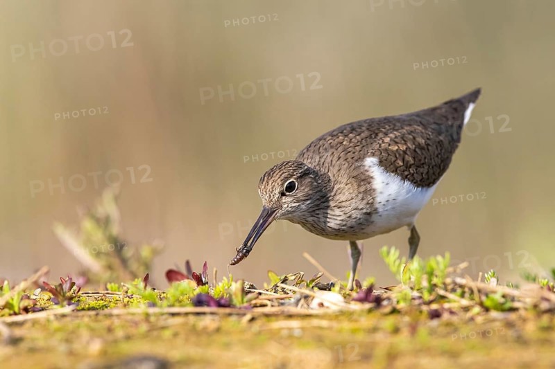 Common Sandpiper (Actitis hypoleucos), North Rhine-Westphalia, Germany