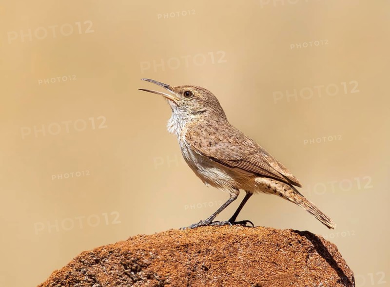 A Rock Wren (Salpinctes obsoletus) perched on a rock in the badlands of North Dakota