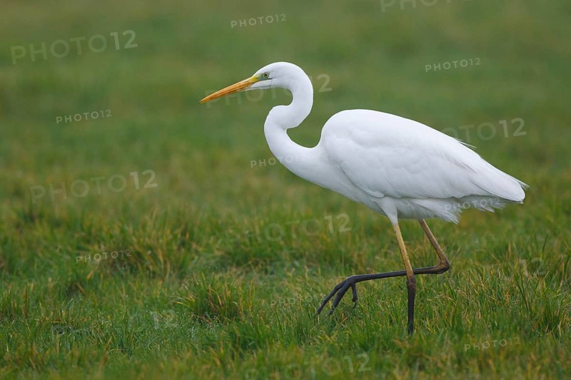 Great Egret (Ardea alba), Netherlands