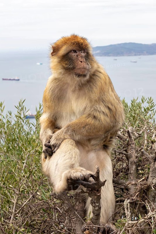 Monkey sitting thoughtfully on a bush with a view of the sea, Gibraltar, Barbary macaque (Macaca sylvanus)