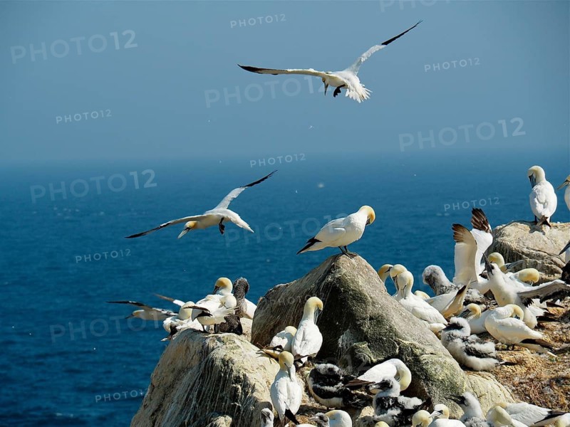 Northern gannet (Morus bassanus)