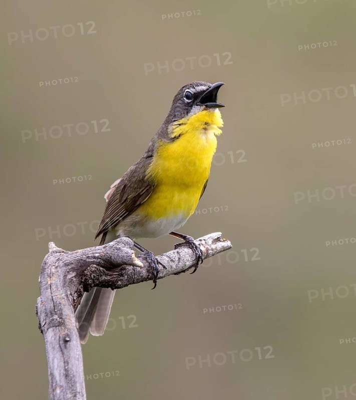 Yellow-breasted Chat, Icteria virens, perched at Bever Creek, Saskatchewan