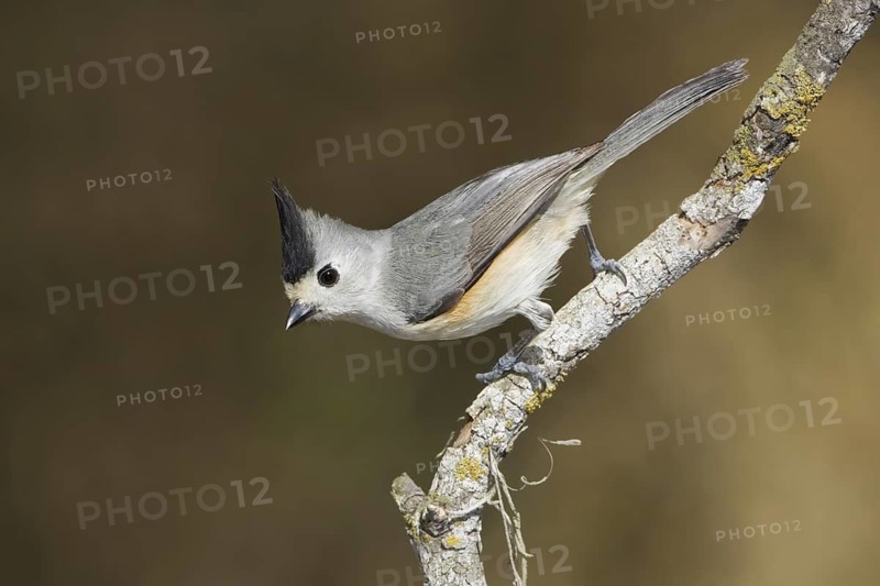 Black-crested Titmouse (Baeolophus atricristatus), Texas, USA