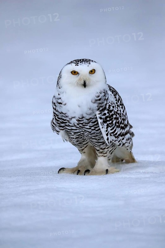 Snowy owl (Nyctea scandiaca), snowy owl, adult, alert, in the snow, foraging, in winter, Bohemian Forest, Czech Republic