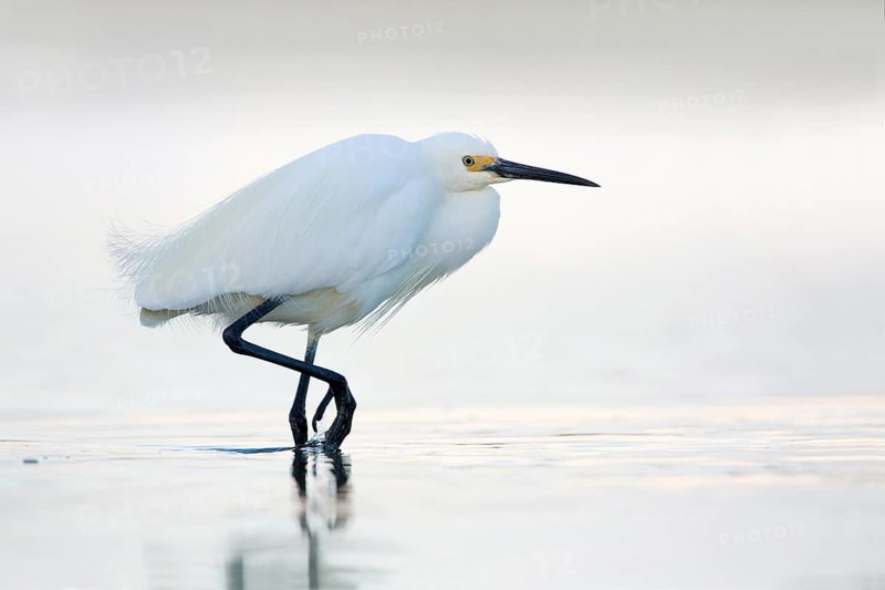 Little Egret (Egretta garzetta) foraging, Victoria, Australia