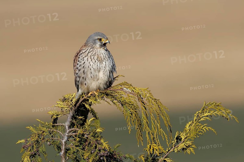Common Kestrel (Falco tinnunculus), Saxony, Germany