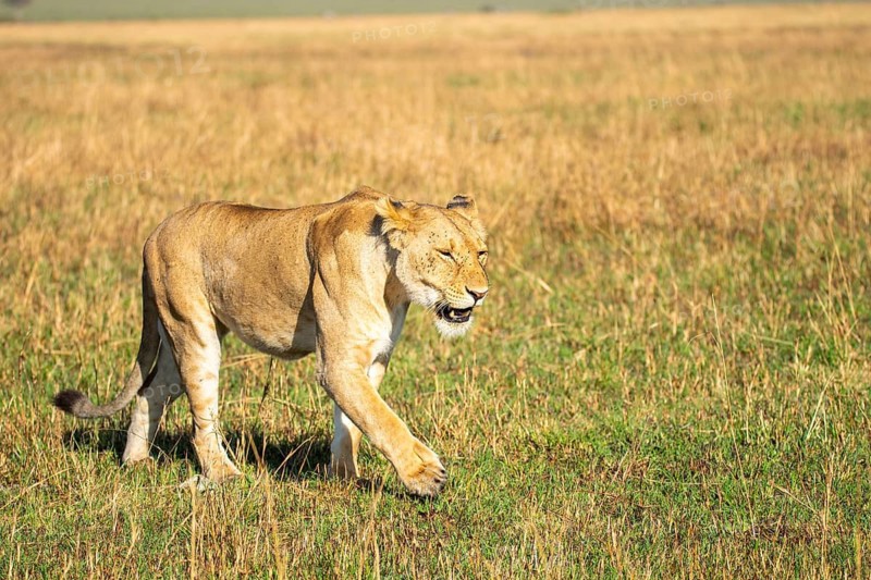 A lioness prowls silently across the savannah, navigating the golden grasslands under the warm sun. She embodies grace and the untamed spirit of the wild