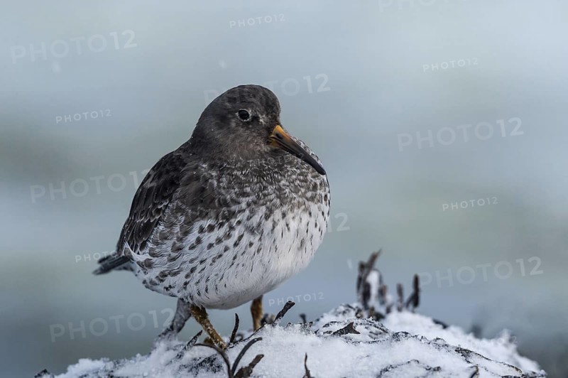 Purple Sandpiper (Calidris maritima), Varanger, Norway