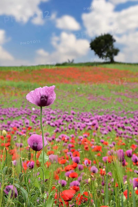Field with poppies, red poppy (Papaver somniferum) and pink poppy, Bavaria, Germany