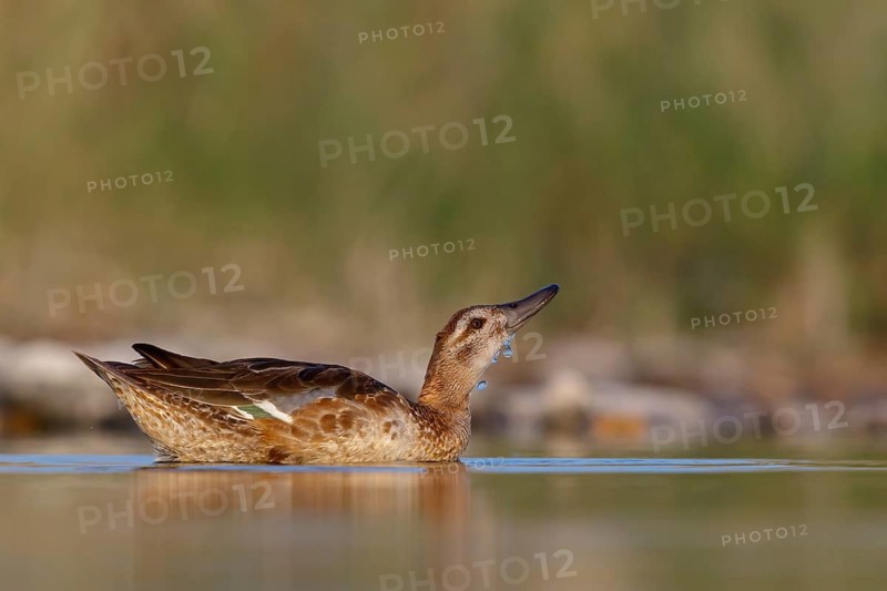 Teal, (Anas crecca), biotope, habitat, foraging, waters, animals, birds, ducks, ducks Salalah, Raysut, Dhofar, Oman