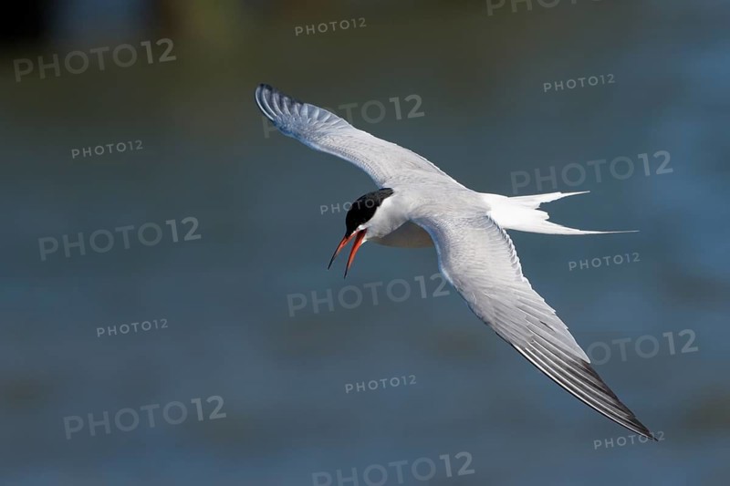 Flussseeschwalbe (Sterna hirundo), Common Tern, Altvogel im Flug, auf der Jagd im HAfen von Oudeschild, April, Insel Texel, Nordsee, Nordholland, Niederlande