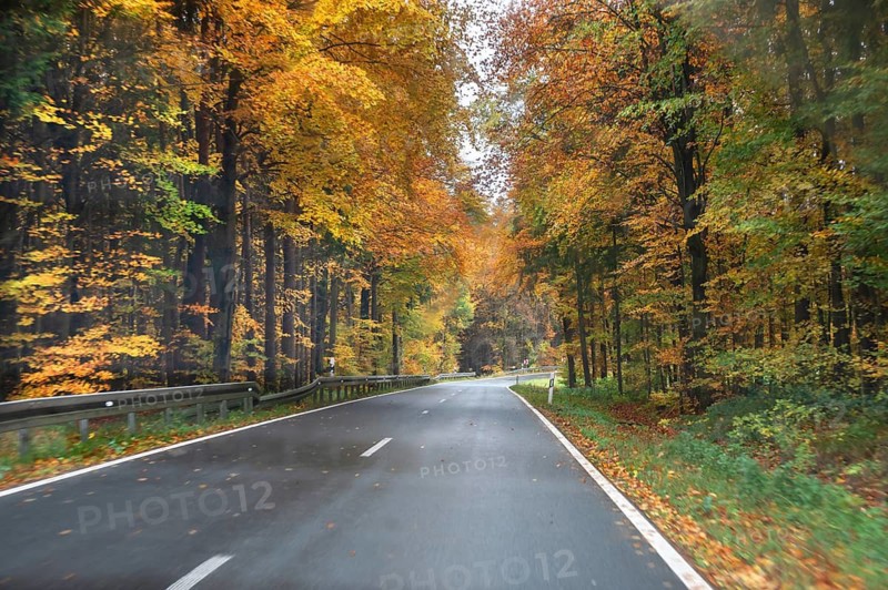 Mixed forest in autumn colors in Franconia on the B2 Nuremberg-Bayreuth, Upper Franconia, Bavaria, Germany