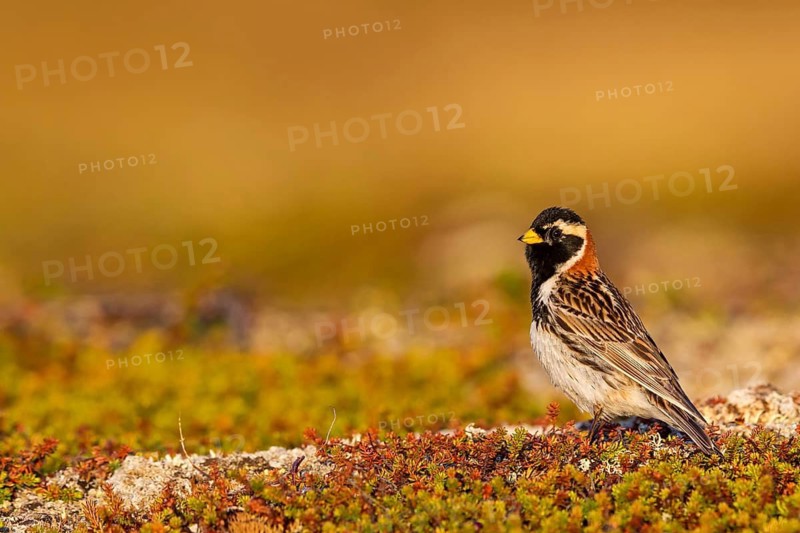 Bunting, (Calcarius lapponicus), Animals, Birds, Bunting family, Varanger, Finnmark, Norway