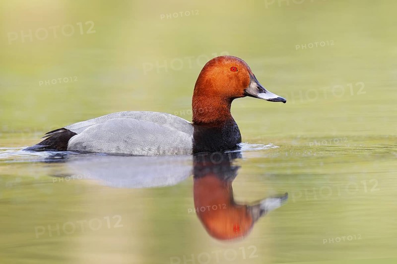 Common Pochard (Aythya ferina) male, Brandenburg, Germany