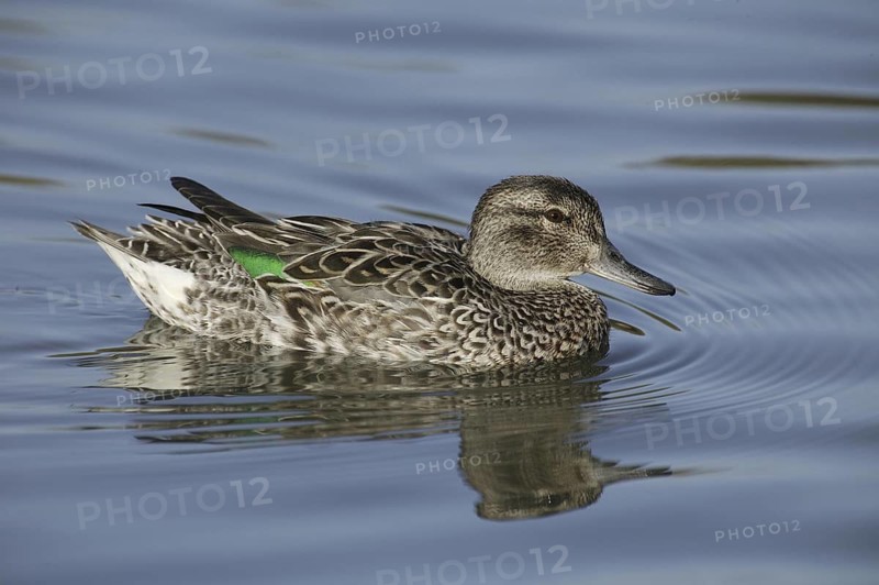 Green-winged Teal (Anas carolinensis) female, California, USA