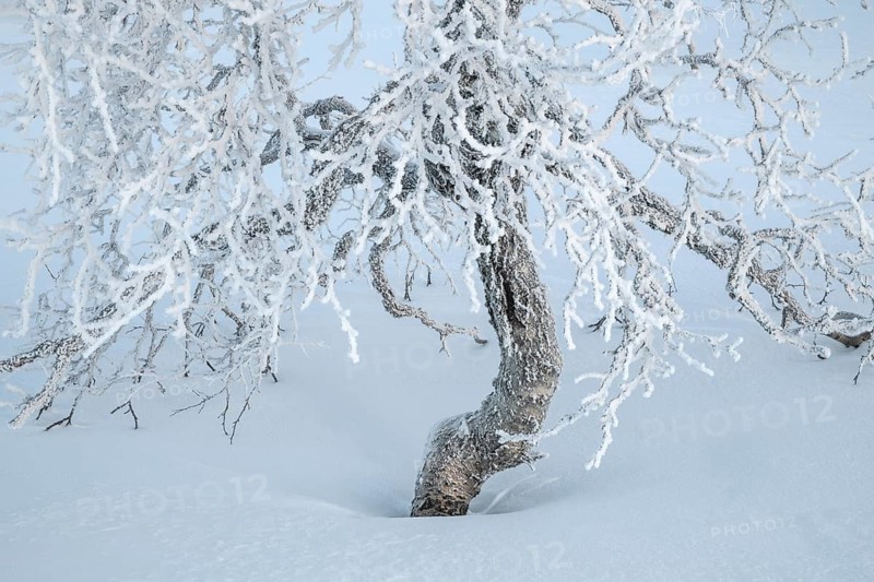 Frost-covered fjällbirke, Saariselkä, Lapland, Finland, January 2025