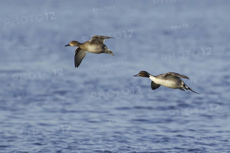 Northern Pintail (Anas acuta) female flying, Netherlands