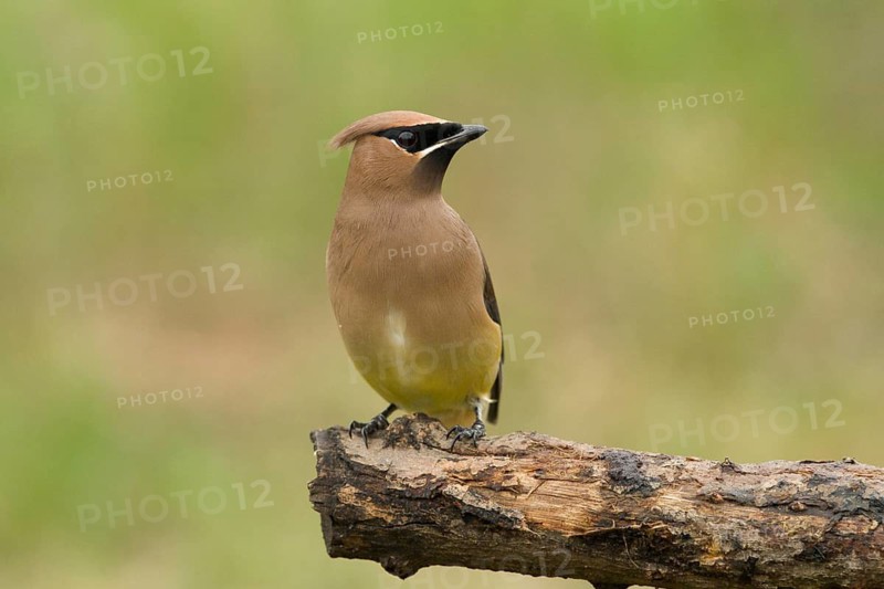 A Cedar Waxwing perched on a limb