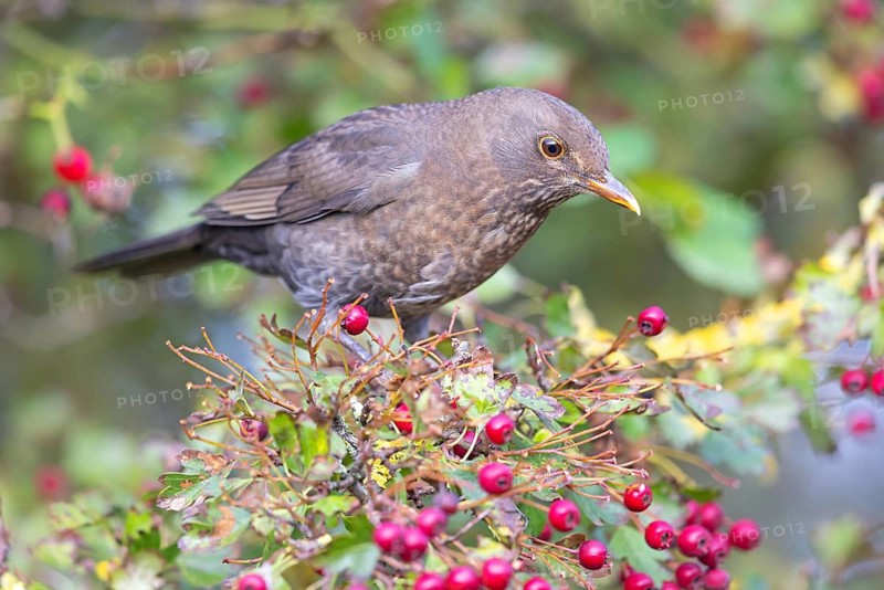 Blackbird (Turdus merula), one, individual, biotope, habitat, perch, garden, Neuhofen, Rhineland-Palatinate, Federal Republic of Germany