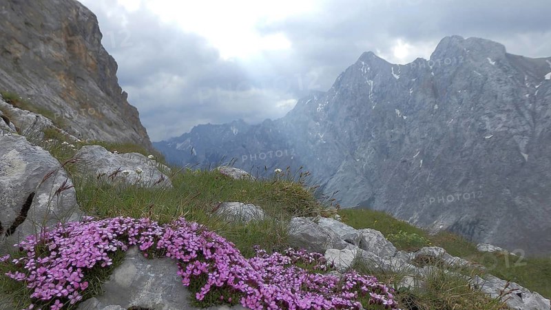 Rocky alpine landscape with purple flame flowers (phlox) in the foreground and cloudy sky, hike through the Reintal to the Zugspitze