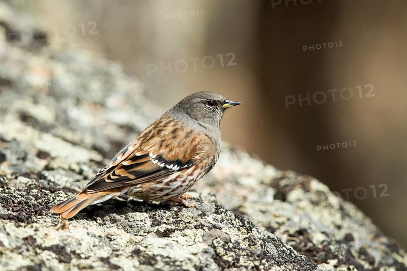 Alpine Accentor (Prunella collaris erythropygia) perched on a rock, Toew Aimag, Mongolia