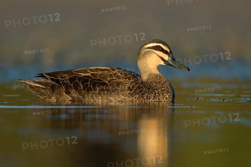 Pacific Black Duck (Anas superciliosa), Victoria, Australia