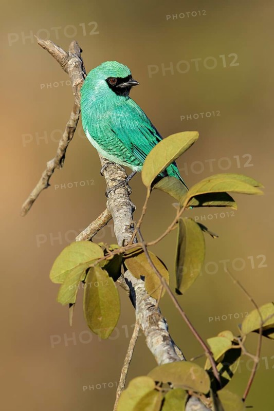 Swallow Tanager (Tersina viridis) perched on a branch in the Pantanal region of Brazil