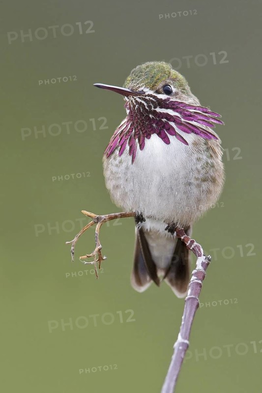 Calliope Hummingbird (Selasphorus calliope), British Columbia, Canada