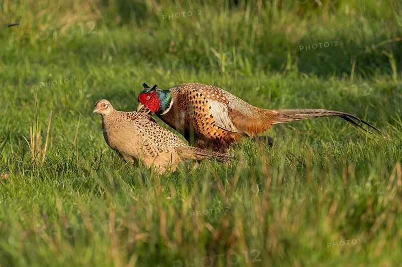 Common Pheasant (Phasianus colchicus) pair, Schleswig-Holstein, Germany