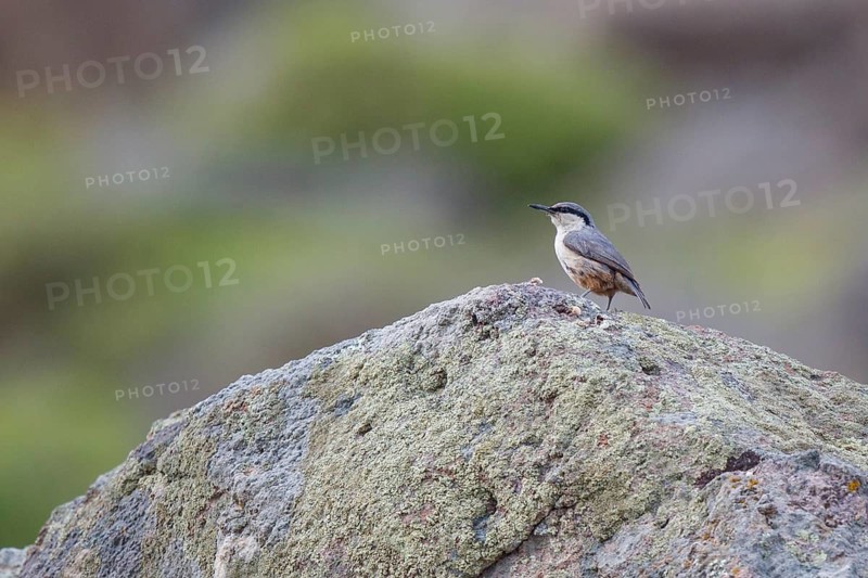 Western Rock Nuthatch (Sitta neumayer), Greece