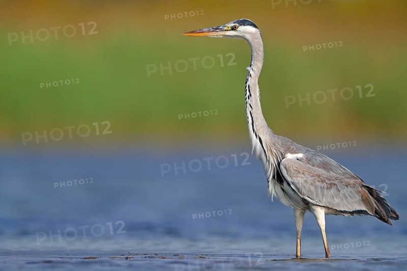 Grey grey heron (Ardea cinerea), Foraging, Boat Trip, Tiszaalpár, Kiskunsági National Park, Bács-Kiskun, Hungary
