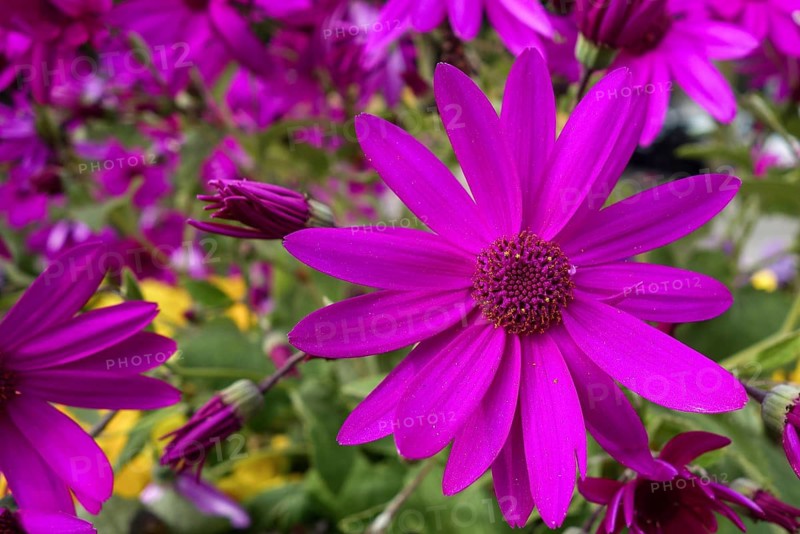 A close-up view of a bright purple European Michaelmas-daisy, showcasing its delicate petals and rich, textured center
