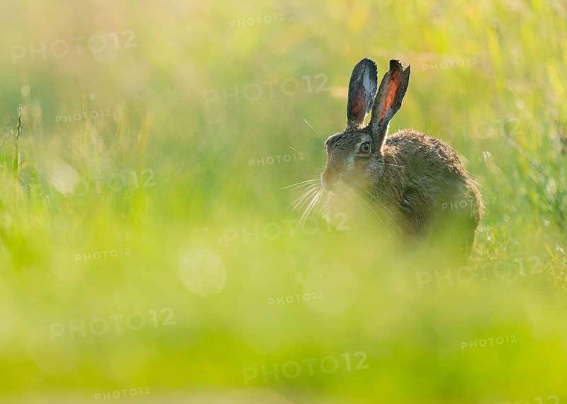 European hare (Lepus europaeus) sitting on a dirt track, wildlife, Lower Saxony, Germany