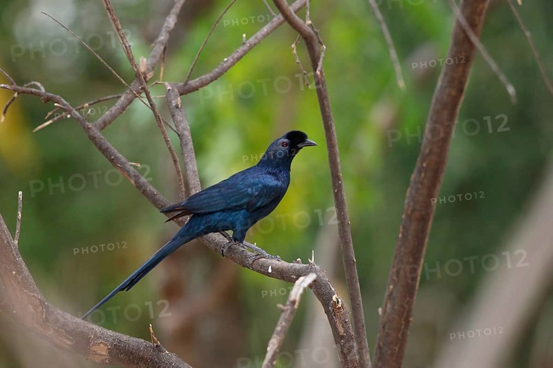 Bristle-crowned Starling, Onychognathus salvadorii