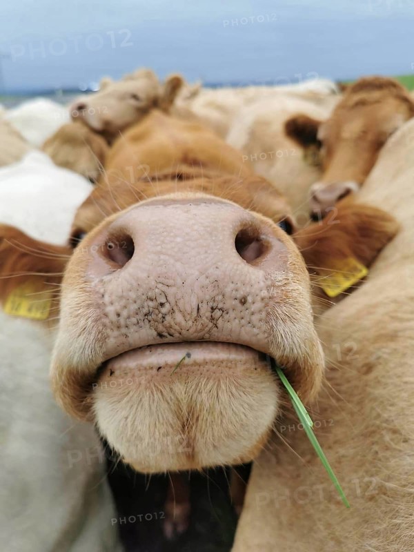 Close-up of a brown cow's snout (bos taurus) with grass in its mouth, Franconian Forest nature park Park