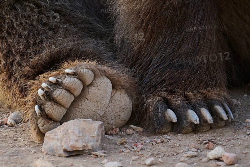 Detailed image highlighting the rough texture and natural color of a bears paws. The claws are prominently displayed, surrounded by small rocks in wild sanctuary