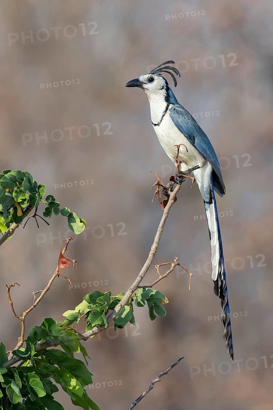 White-throated Magpie Jay (Calocitta formosa) perched on a branch in Oaxaca, Mexico
