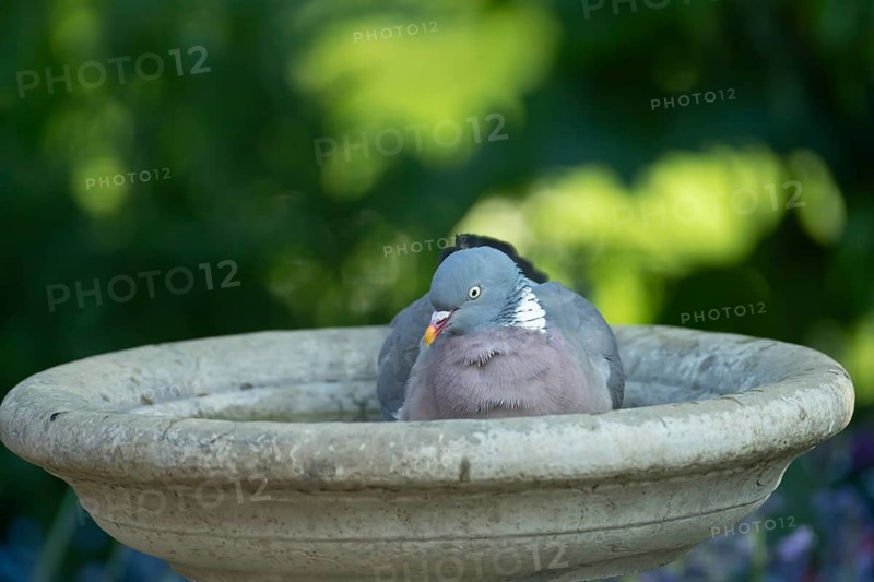 Wood pigeon (Columba palumbus) adult garden bird bathing in a bird bath in summer, England, United Kingdom