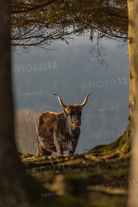 One male aurochs or urus or ure (Bos primigenius), standing at a forest edge on a sunny day