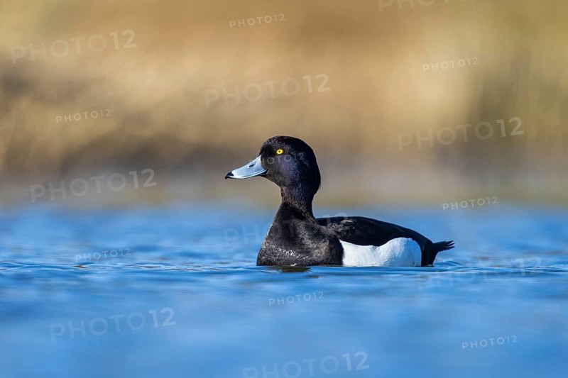 Tufted Duck (Aythya fuligula) male, North Rhine-Westphalia, Germany