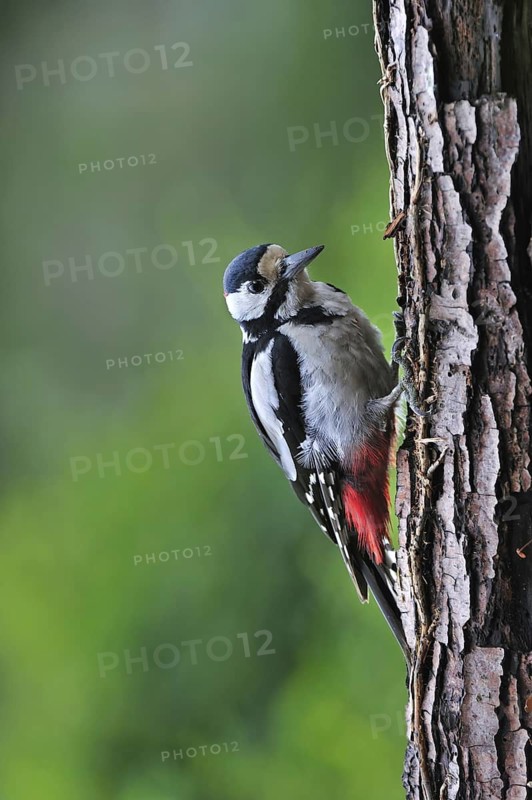 Great Spotted Woodpecker (Dendrocopos major), Greater Spotted Woodpecker male on tree trunk in forest, Belgium