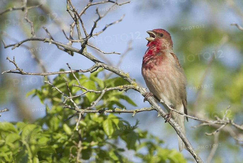 Common Rosefinch (Carpodacus erythrinus) male singing, Mecklenburg-Western Pomerania, Germany